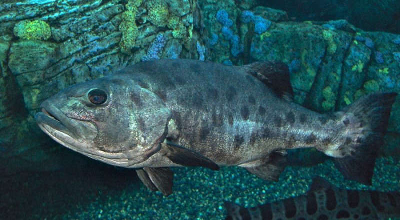 Giant (black) seabass