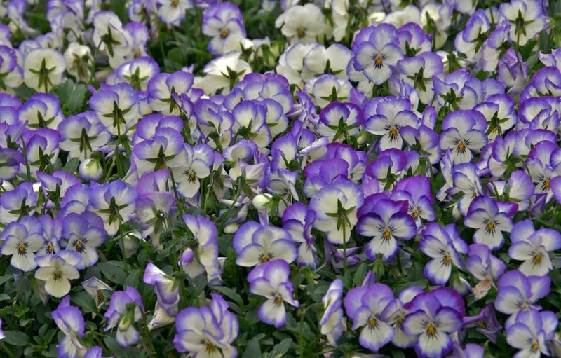 Tiny pansies