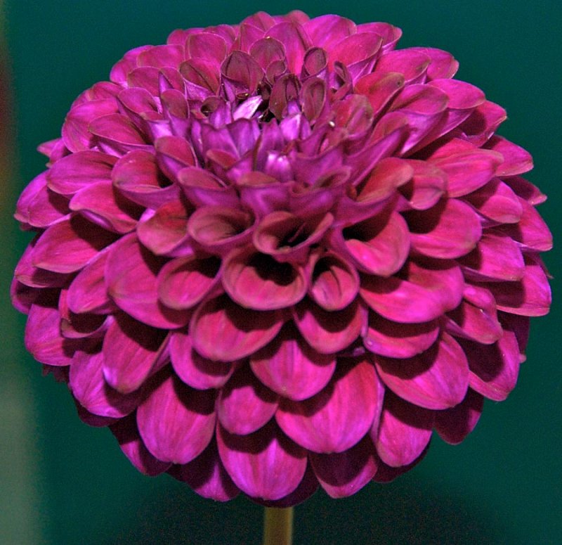 Dahlia