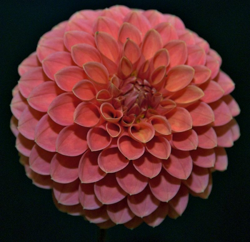 Dahlia