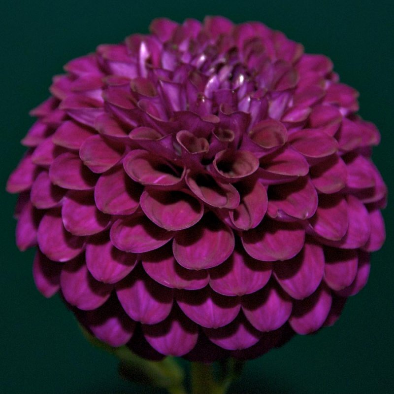 Dahlia