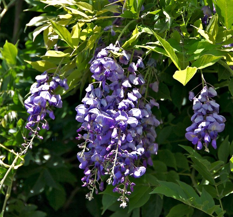 Wisteria