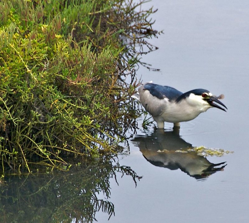 Night Heron w/ Catch