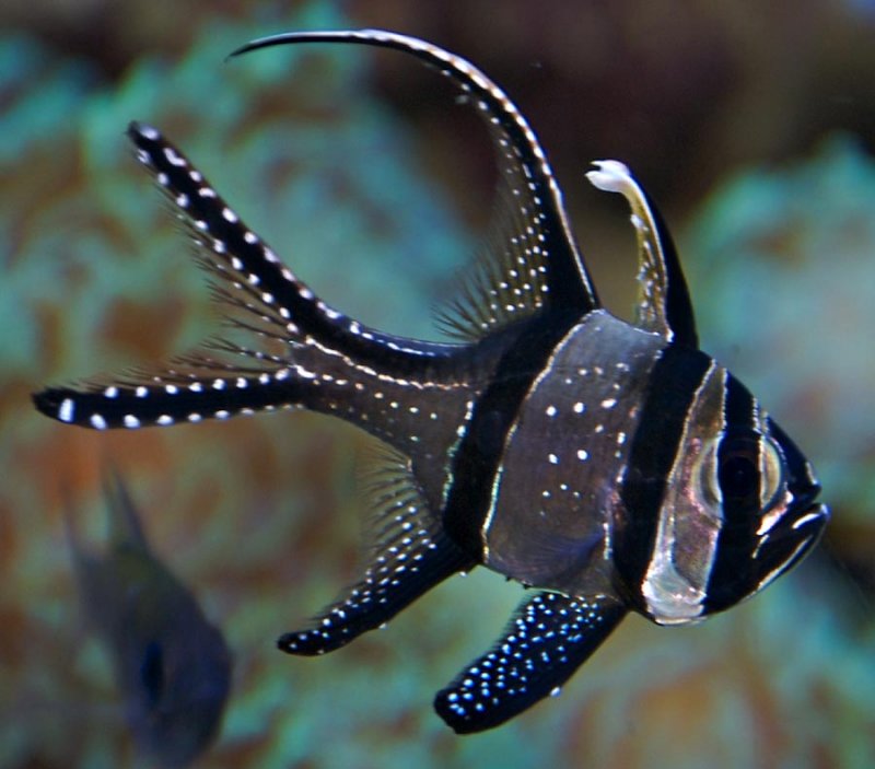 Bangai Cardinalfish