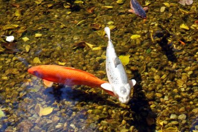 Koi by the Mulberry