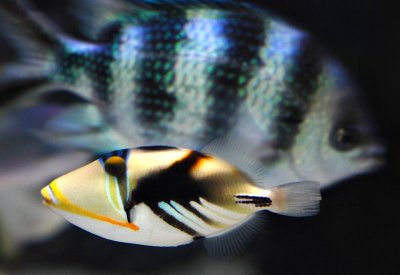 Baby Picaso Triggerfish