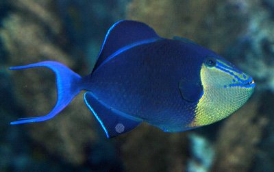 Red Tooth Triggerfish