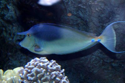 Unicorn fish