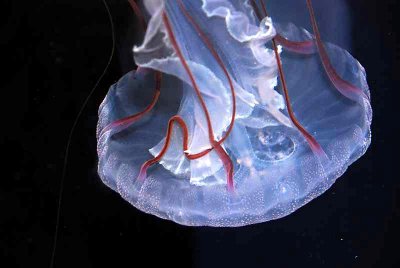 Puple banded sea jelly