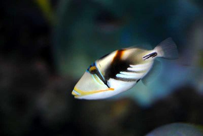 Picaso triggerfish (baby)
