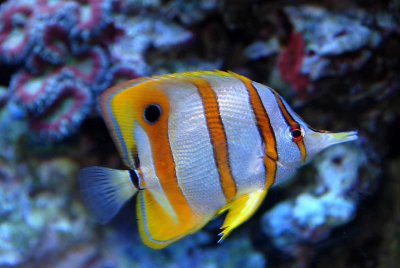 Copperband butterflyfish