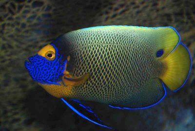 Bluefaced angelfish