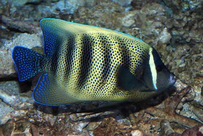 Sixbabded angelfish