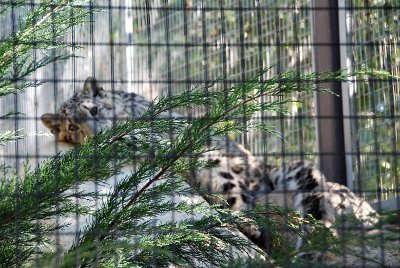 Snow leopard cub