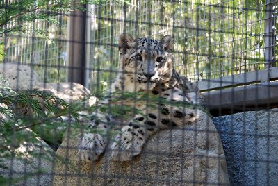 Snow leopard cub