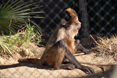 Geoffrey's Spider Monkey