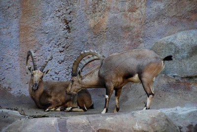 Arabian ibex