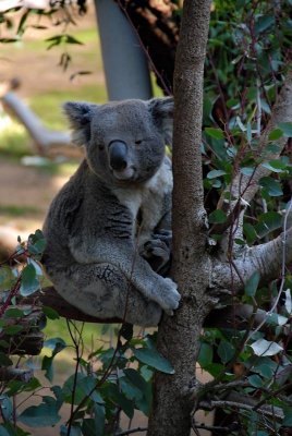 Koala