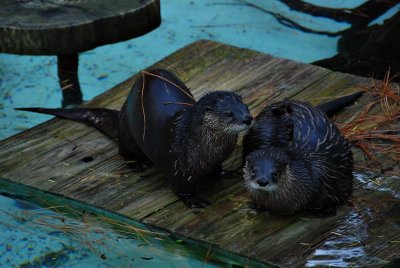 River otter