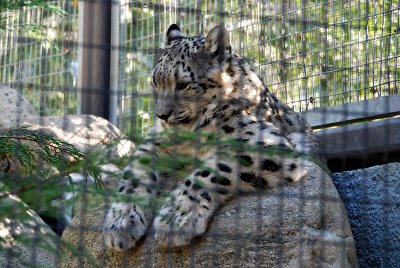 Snow leopard cub