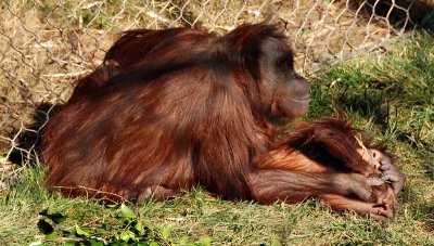 Mother Orangutan and baby