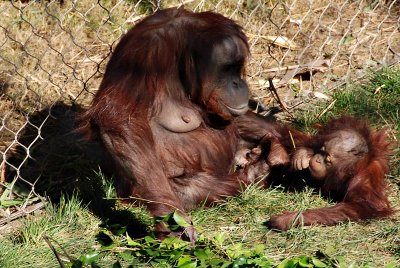 Mother Orangutan and baby