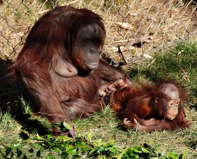 Mother Orangutan and baby