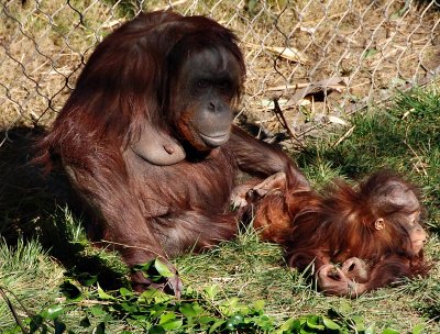 Mother Orangutan and baby