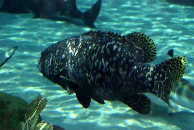 Giant black sea bass