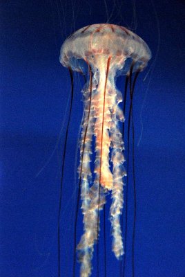 Purple banded sea jelly