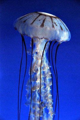 Purple banded sea jelly
