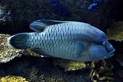 Napoleon hump head wrasse (juvenile)