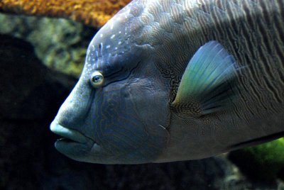 Napoleon hump head wrasse (juvenile)
