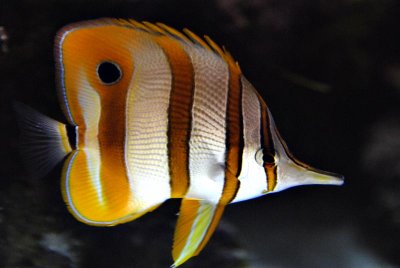Copperbanded butterfllyfish