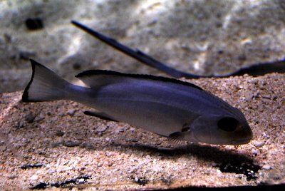 Sweetlips (type?)