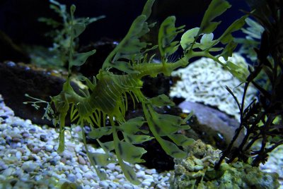 Leafy seadragon