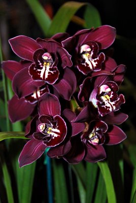 Cymbidium Bisou Bisou 'New Horizon'