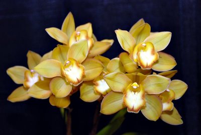 Cymbidium