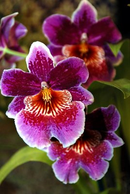 Miltoniopsis or pansy orchid