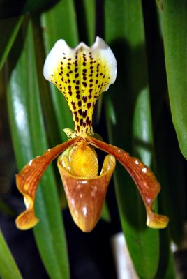 Paphiopedilum