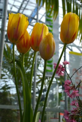 1st tulips