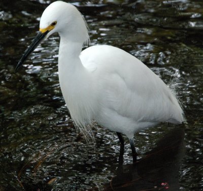 Egret