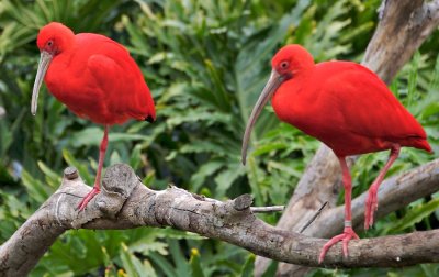 Scarlet Ibis (yes, this is the true color)