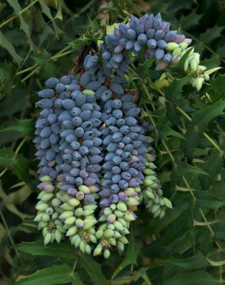 Chinese hollygrape