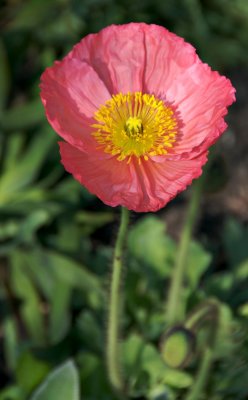 Icelandic poppy