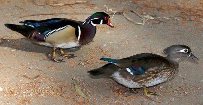 Male and female wood ducks