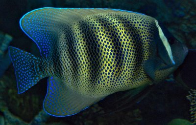 6 banded angelfish