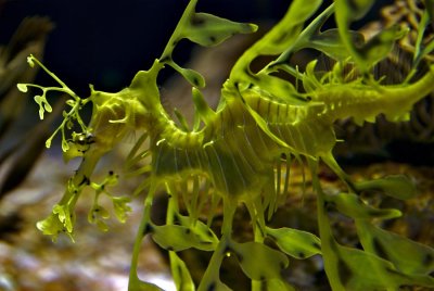 Leafy seadragon