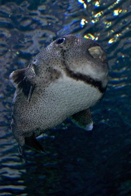 Large Porcupine Puffer