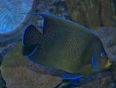 Semicircle Angelfish